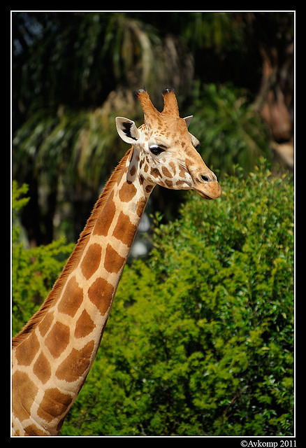 giraffe 1391