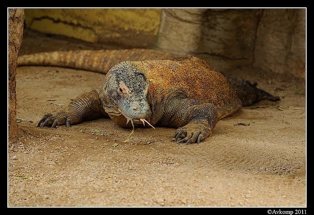 komodo dragon0129