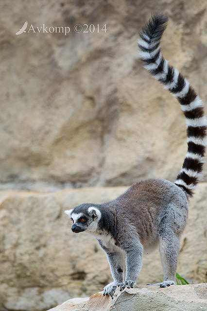 lemur 11886