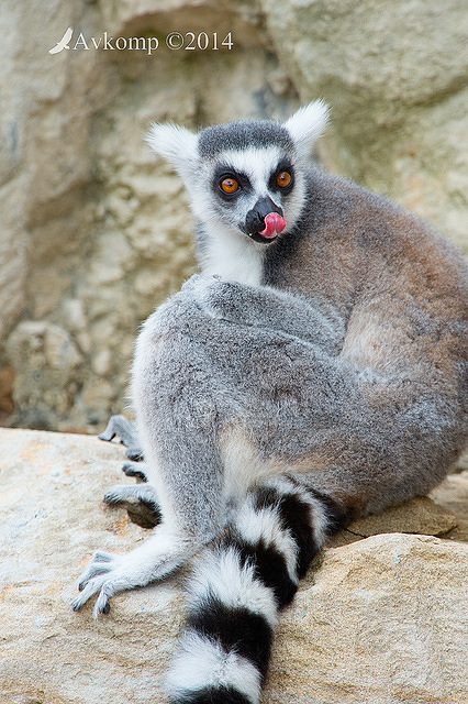 lemur 11943