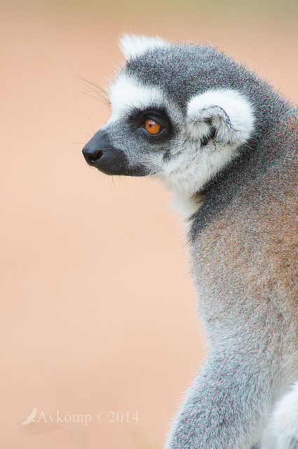 lemur 11971