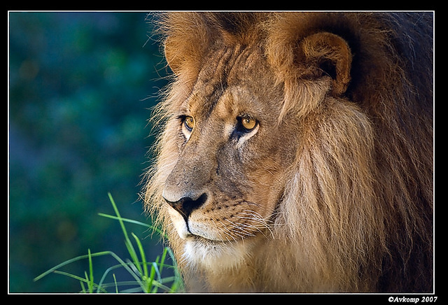 lion 431