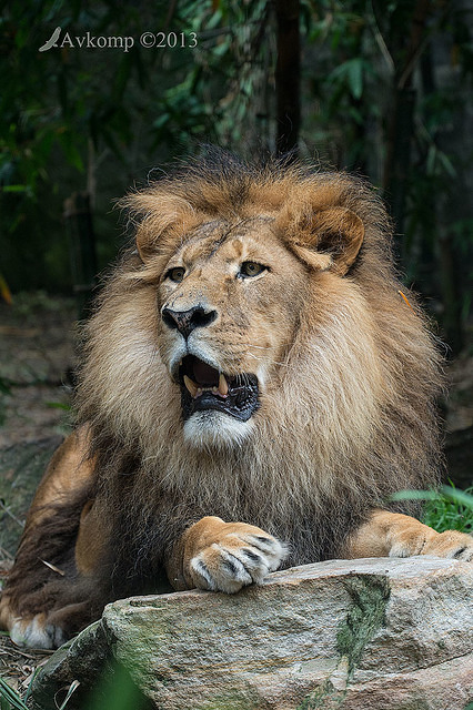 lion 6315