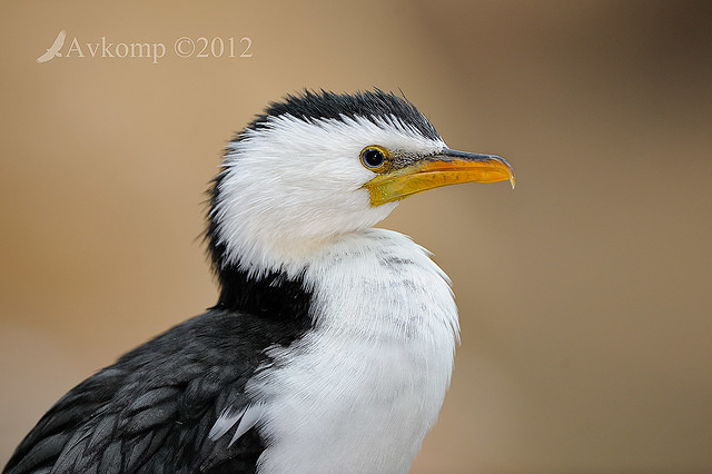 little pied cormorant2916