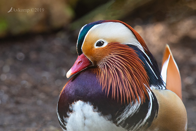 mandarin duck1568-01