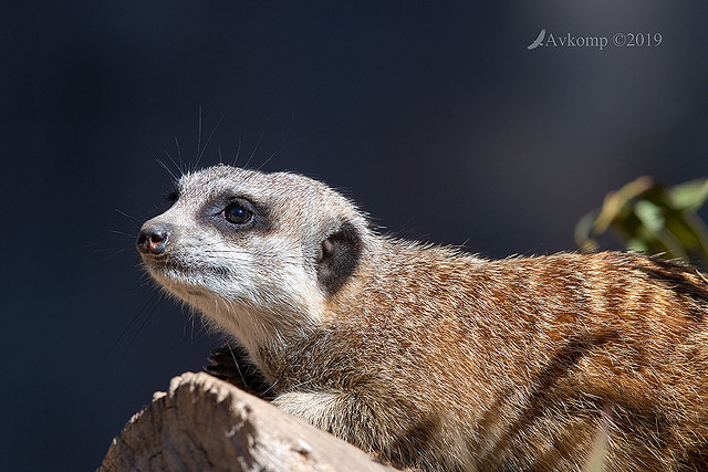 meerkat 1534-01