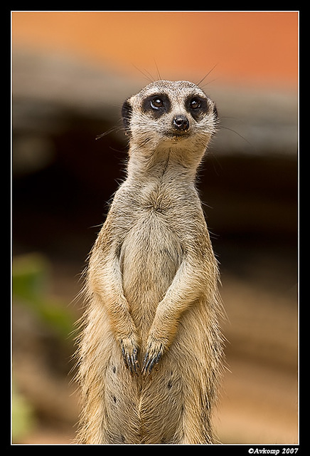 meerkat 536