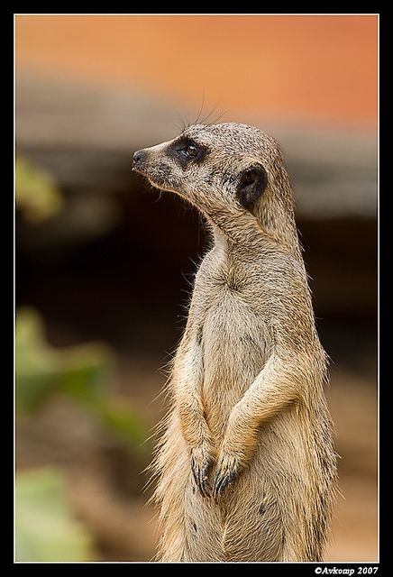 meerkat 537