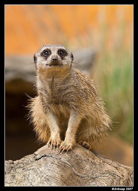 meerkat 539