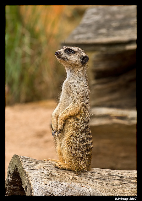 meerkat 542