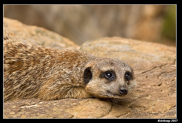 meerkat 545