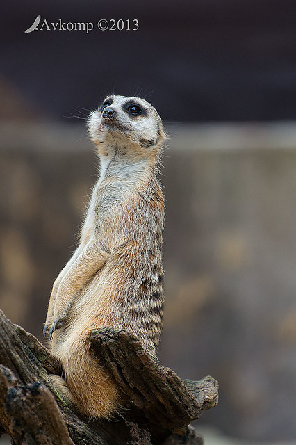 meerkat 6267