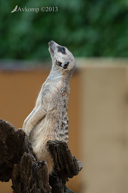 meerkat 6270