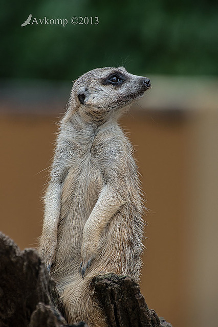 meerkat 6280