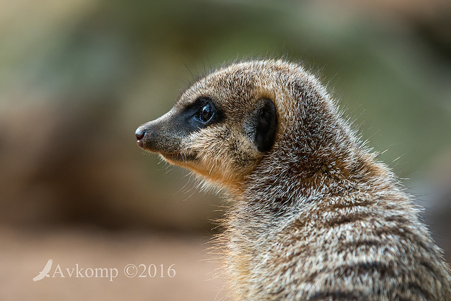 meerkat 8275