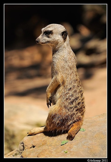 meerkat0113