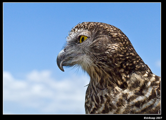 powerful owl 426