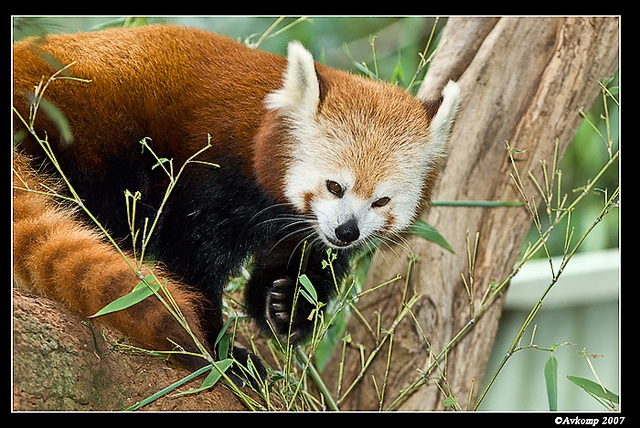 red panda 546