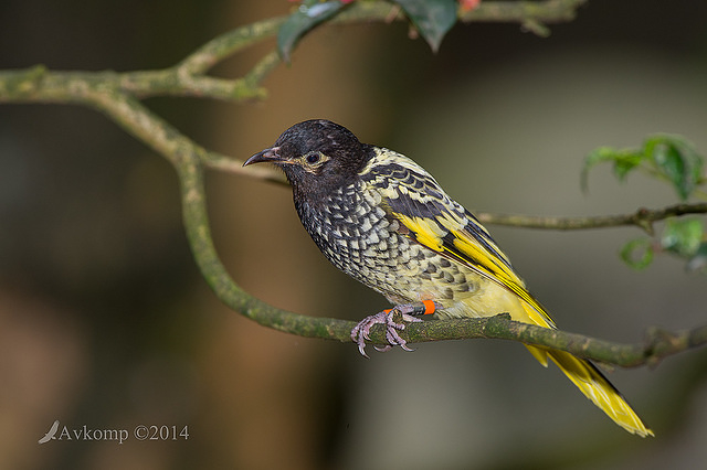 regent honey eater 12047