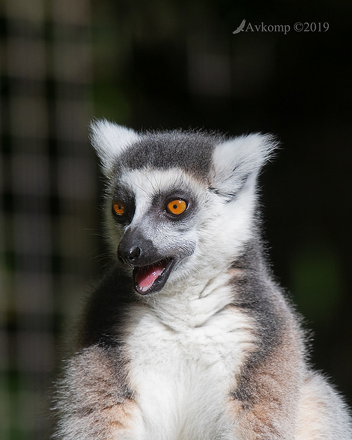 ring tailed lemur 1181-01