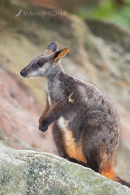 rock wallaby 12015