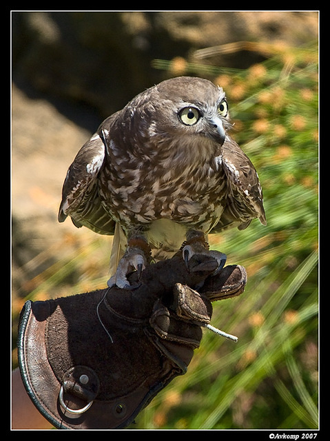 rufous owl 560