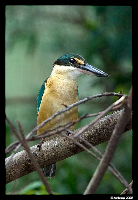 sacred kingfisher 0272