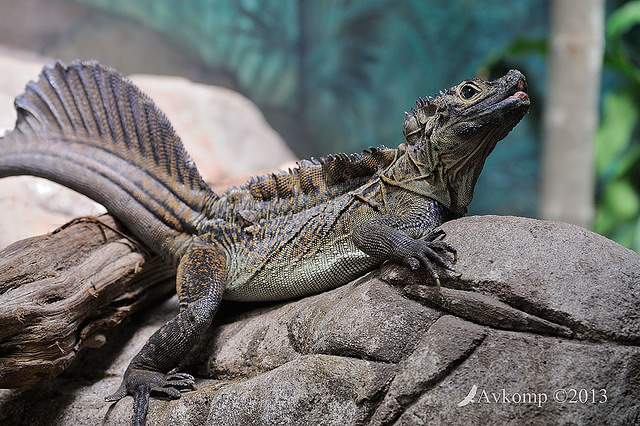 sailfin lizard 1125