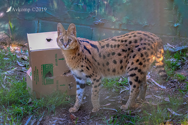 serval 1163