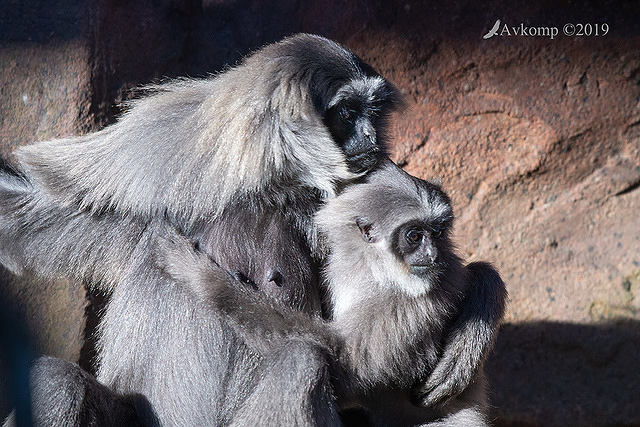 silver gibbon 1147-01