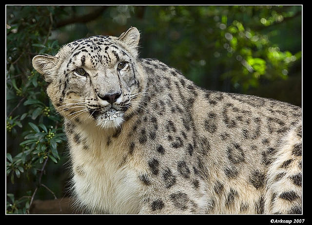 snow leopard 501