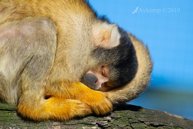 squirrel monkey 1282-01