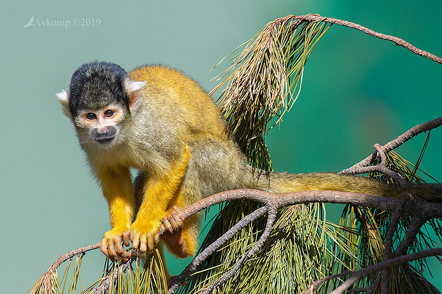 squirrel monkey 1570-01