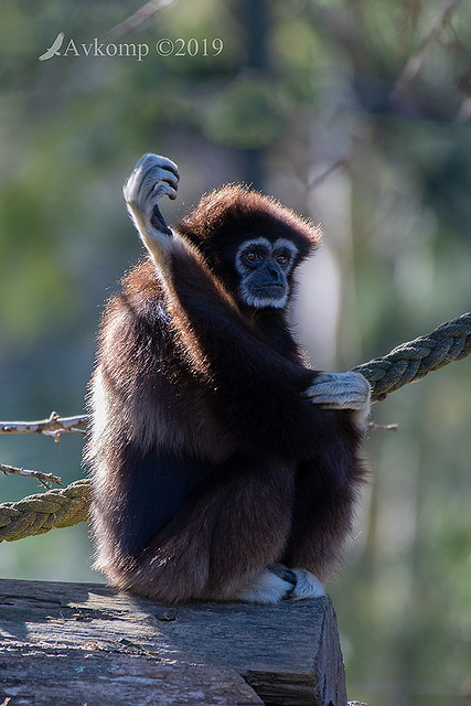 white handed gibbon 1323