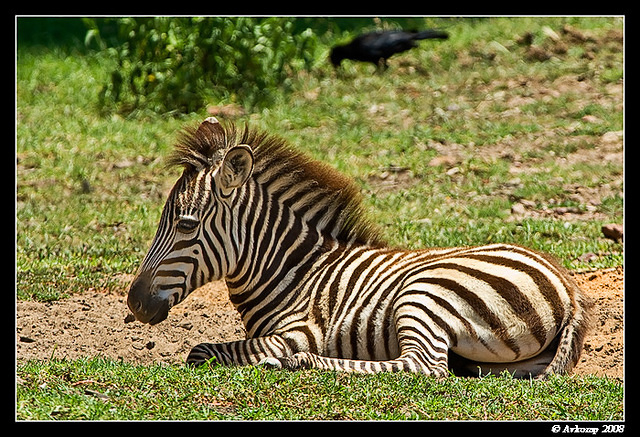 zebra foal 650