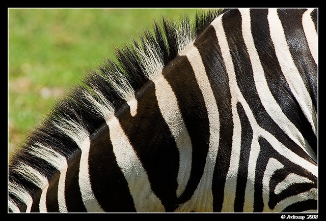 zebra644