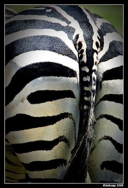 zebrabutt 656