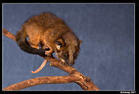 baby ringtail 353