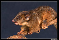 baby ringtail 358a