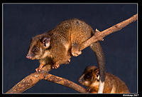 baby ringtail 359