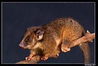 baby ringtail 359a