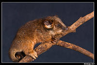 baby ringtail 360