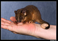 baby ringtail 380