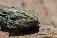 bearded dragon 14529