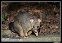 brushtail 0206