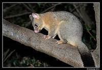 brushtail 0207