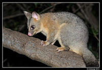 brushtail 0208