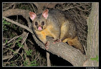 brushtail 0209