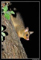 brushtail 0210