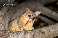 brushtail 0279